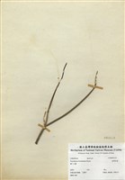 藏品(臺灣前胡)的圖片